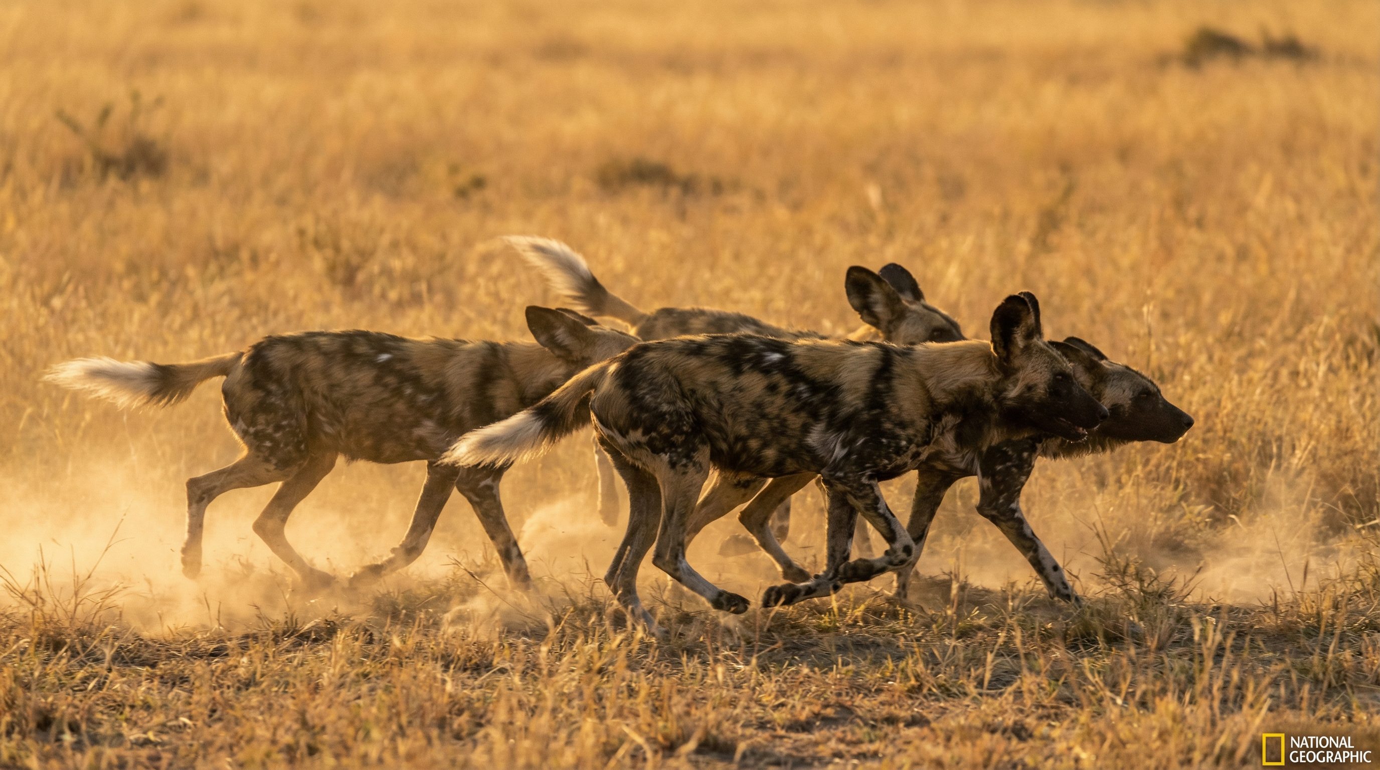 抖阴动物科普社区