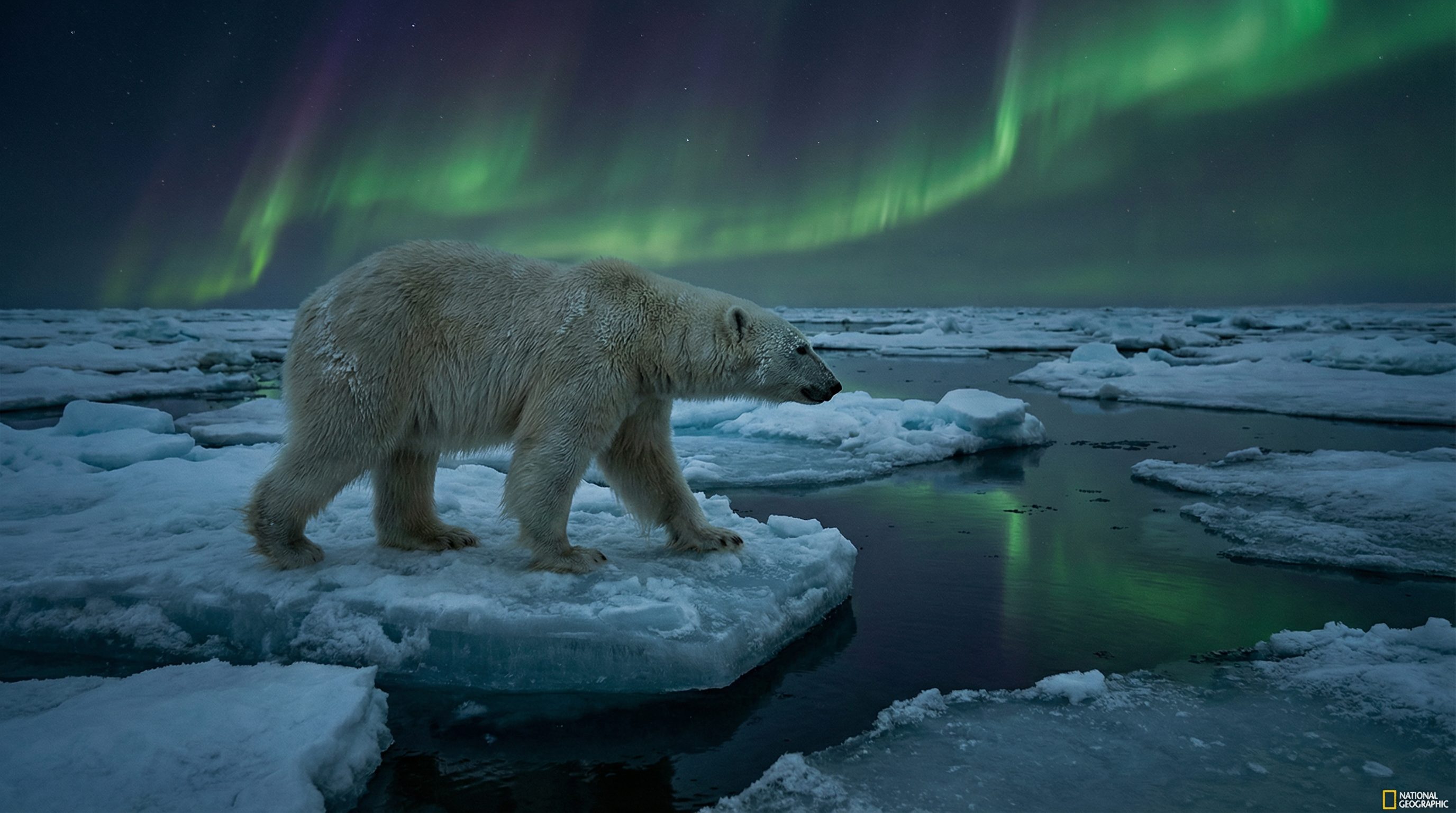 抖阴视频：北极熊视频